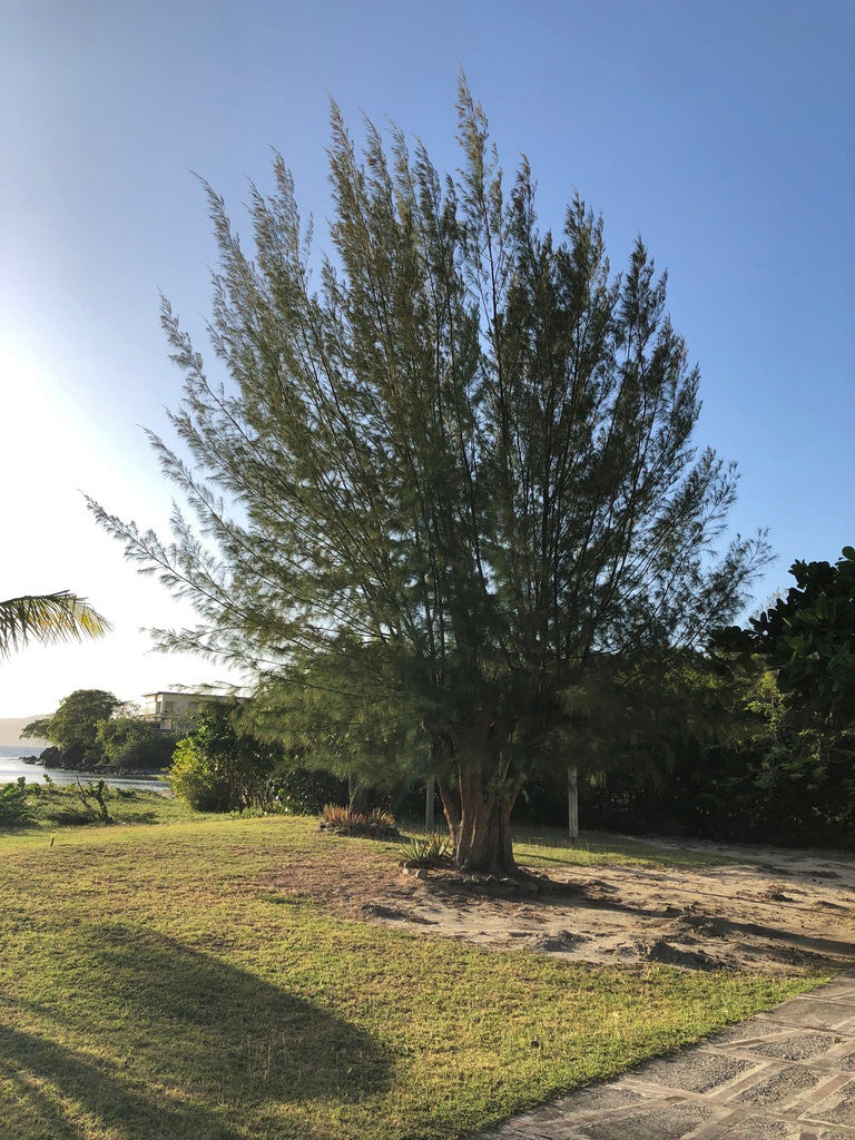 Australian Beach Pine Tree | Premium Seeds | Casuarina equisetifolia | Plants'® - Plants'