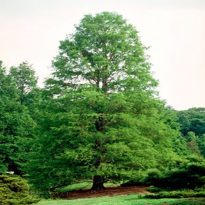 Northern Bald Cypress Tree | Premium Seeds | Taxodium distichum 'Summer' | Plants'® - Plants'