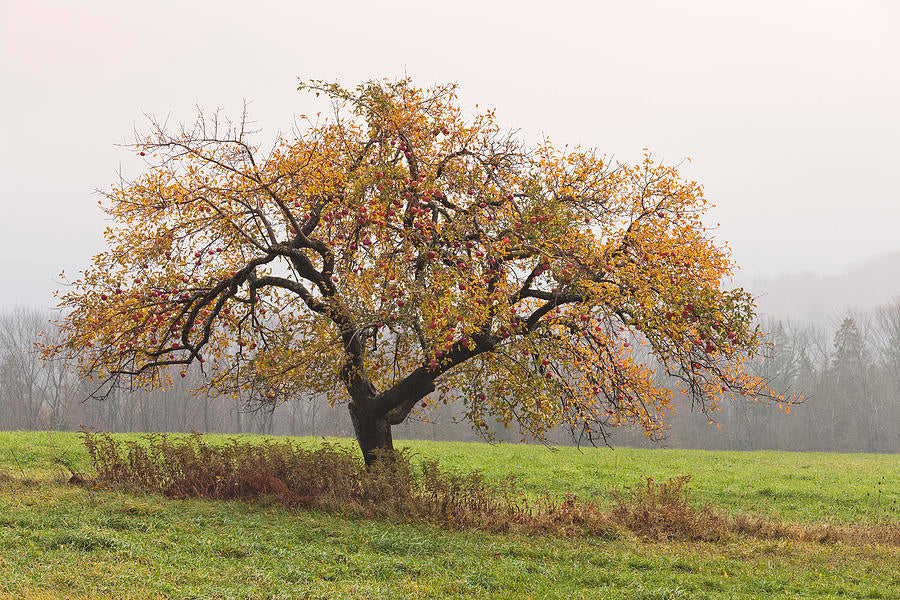 The Apple | Premium Seeds | Malus pumila 'Fruit' | Plants'® - Plants'