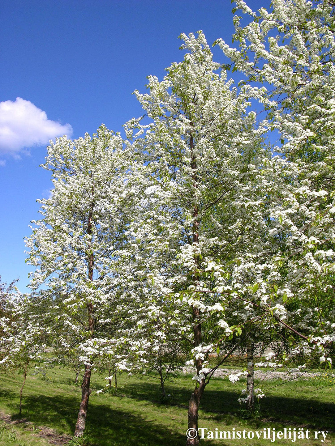 Fire Cherry | Premium Seeds | Prunus pensylvanica 'Fruit' | Plants'® - Plants'