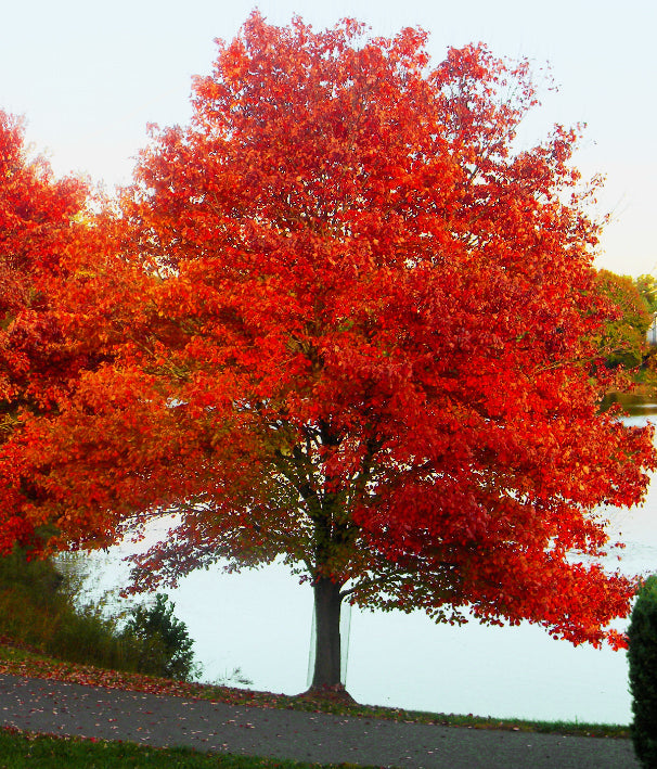 Northern Red Maple Tree | Premium Seeds | Acer rubrum 'Summer' | Plants'® - Plants'