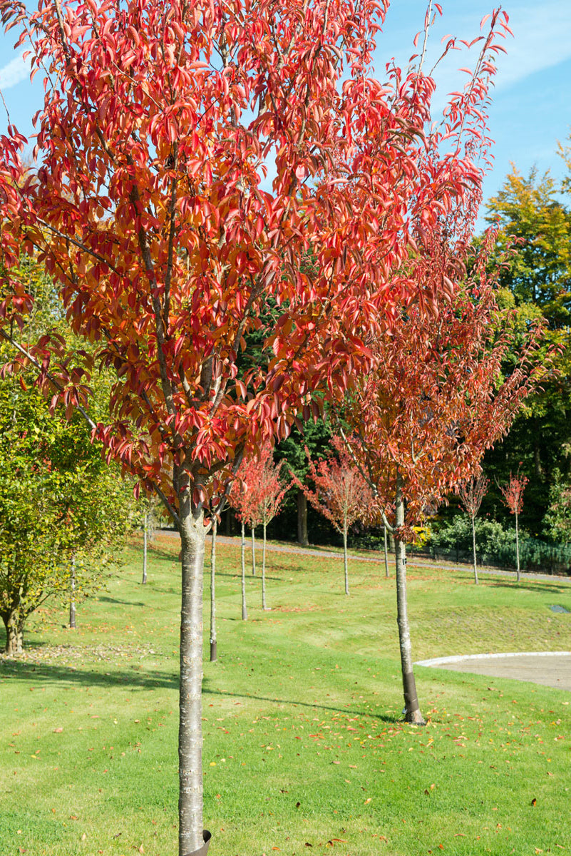 European Black Cherry | Premium Seeds | Prunus padus 'Fruit' | Plants'® - Plants'