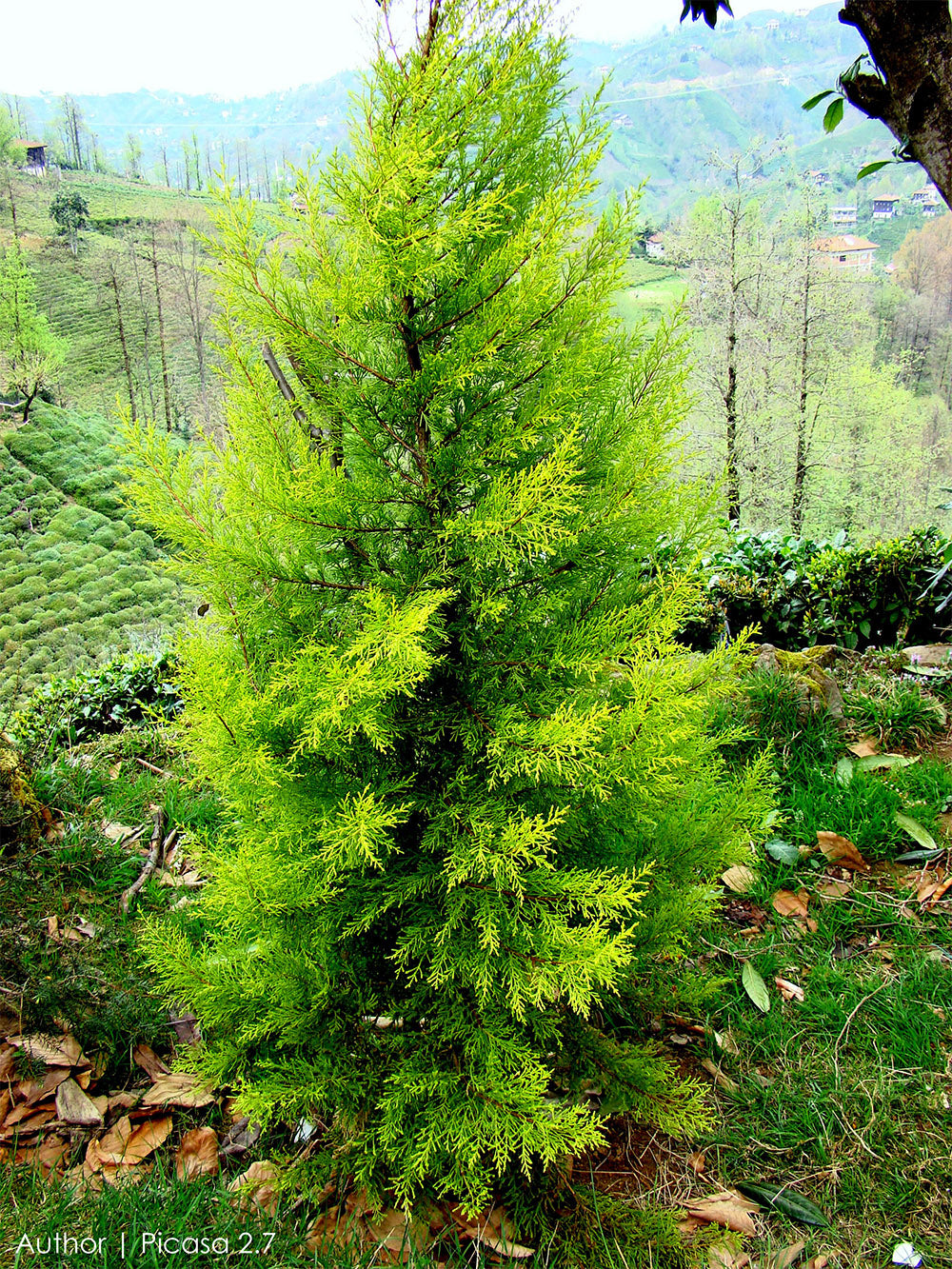 Monterey Cypress | Premium Seeds | Cupressus macrocarpa | Plants'® - Plants'