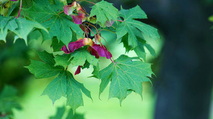 Norway Maple Tree | Premium Seeds | Acer platanoides 'Summer' | Plants'® - Plants'