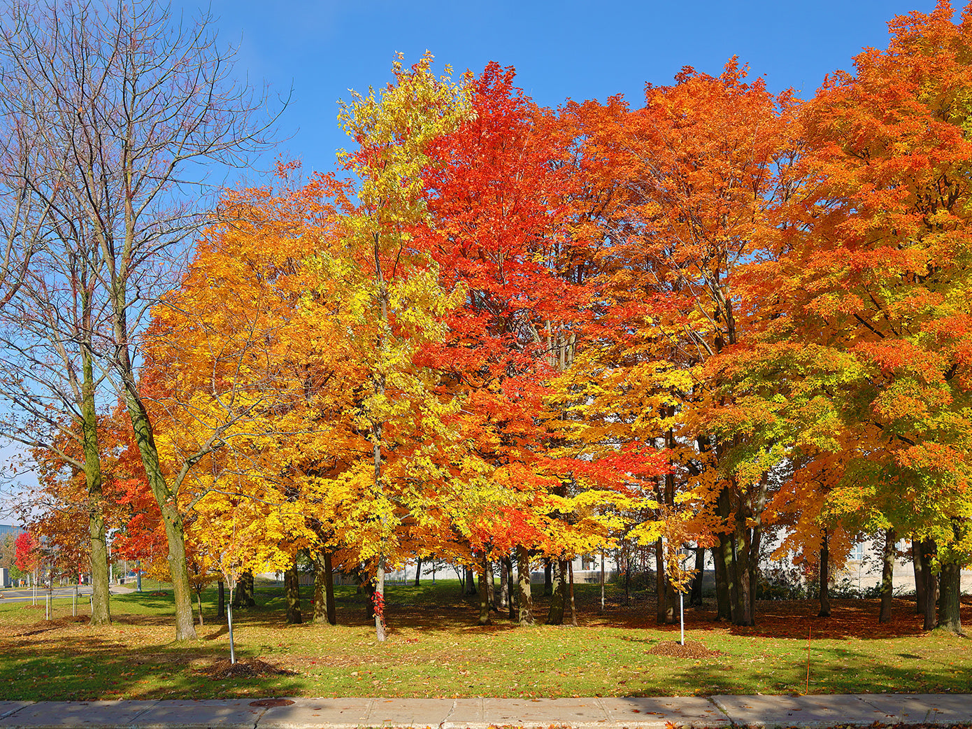 Northern Sugar Maple Tree | Premium Seeds | Acer saccharum 'Summer' |  Plants'® - Plants'