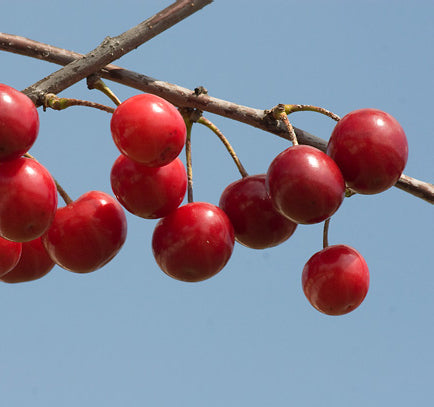 Japanese Sakuranbo Cherry WB | Premium Seeds | Prunus serrulata 'Spontanea' 'Fruit' | Plants'® - Plants'