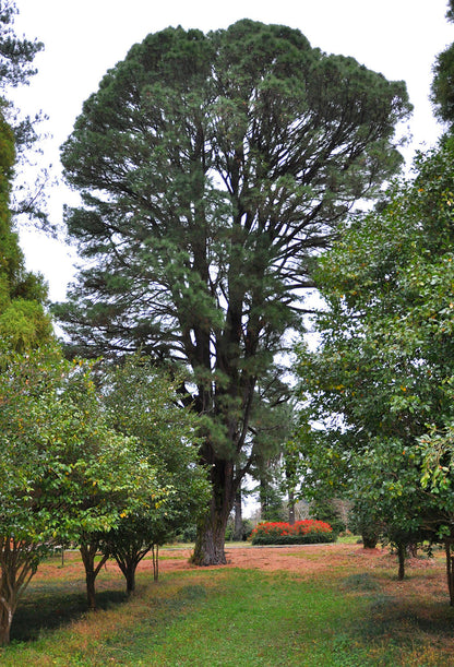 Loblolly Pine Tree | Premium Seeds | Pinus taeda | Plants'® - Plants'