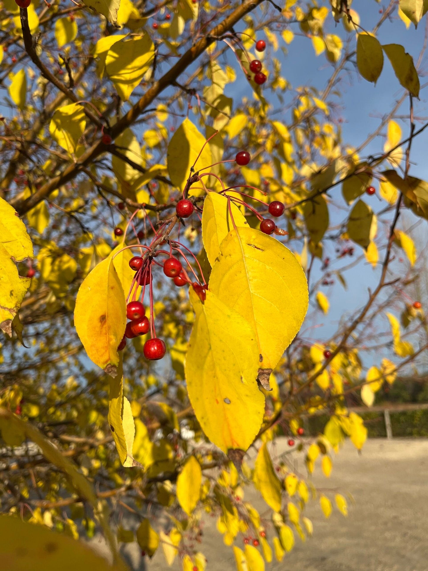 Siberian Crab Apple | Premium Seeds | Malus baccata 'Fruit' | Plants'® - Plants'