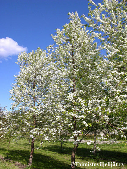 Pin Cherry | Premium Seeds | Prunus pensylvanica 'Fruit' | Plants'® - Plants'