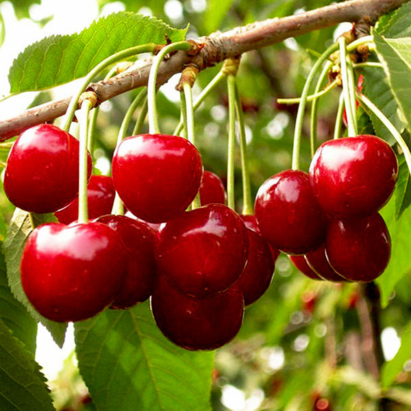 European Sweet Cherry | Premium Seeds | Prunus avium 'Fruit' | Plants'® - Plants'