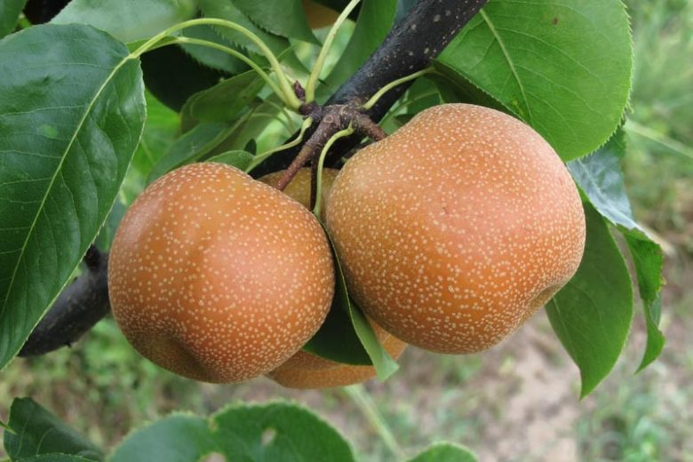 Asian Pear | Premium Seeds | Pyrus pyrifolia 'Fruit' | Plants'® - Plants'