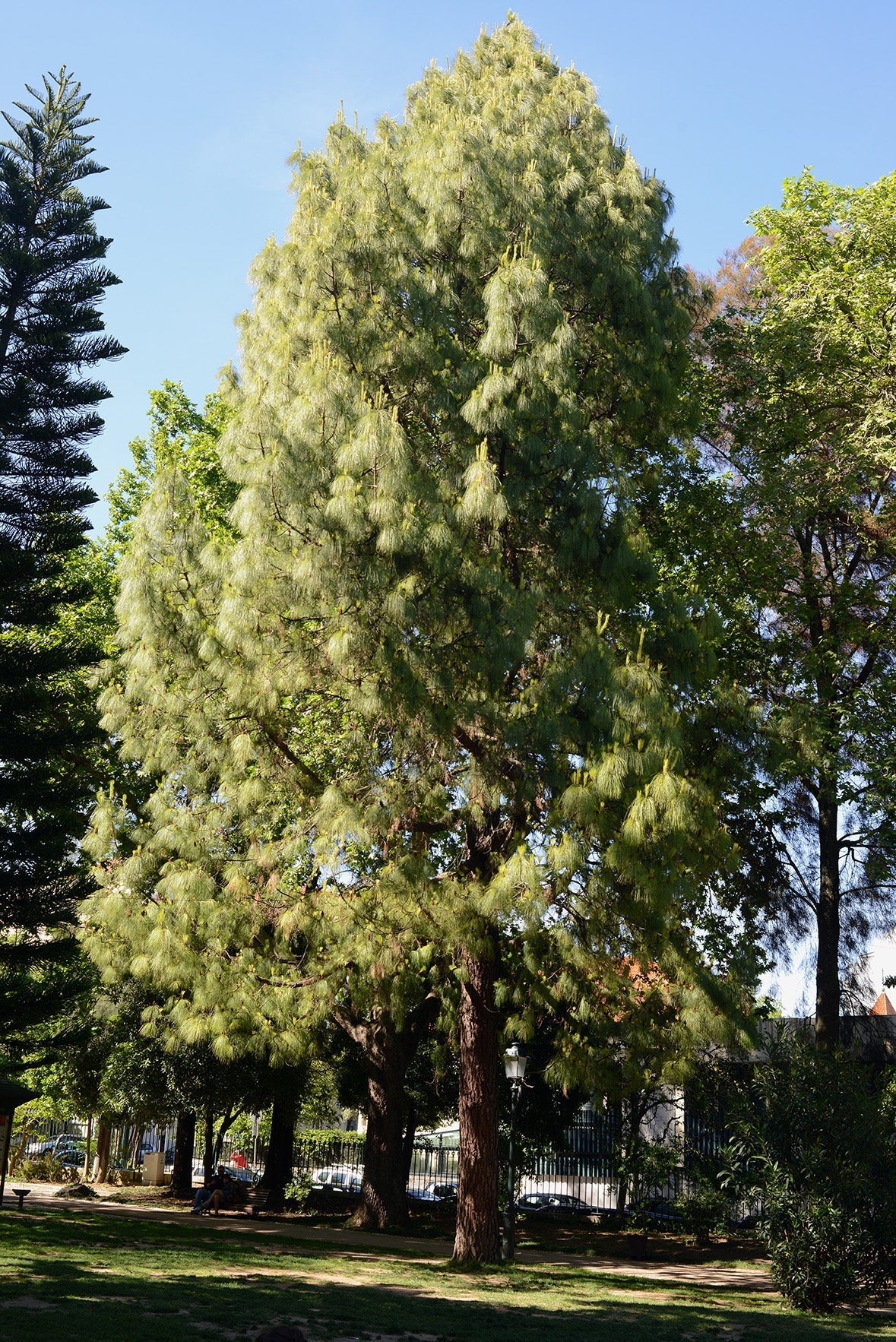 Australian Beach Pine Tree | Premium Seeds | Casuarina equisetifolia | Plants'® - Plants'