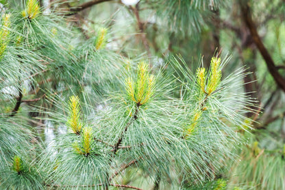 Loblolly Pine Tree | Premium Seeds | Pinus taeda | Plants'® - Plants'