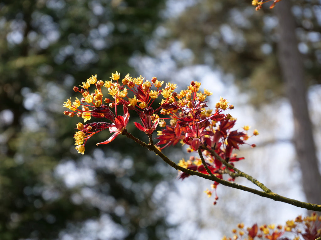 Norway Maple Tree | Premium Seeds | Acer platanoides 'Summer' | Plants'® - Plants'