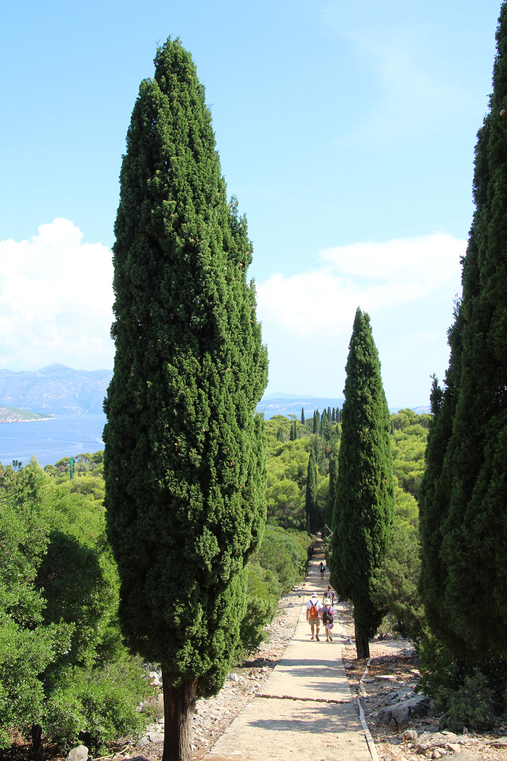 Upright Italian Cypress Tree | Premium Seeds | Cupressus sempervirens 'Stricta' | Plants'® - Plants'