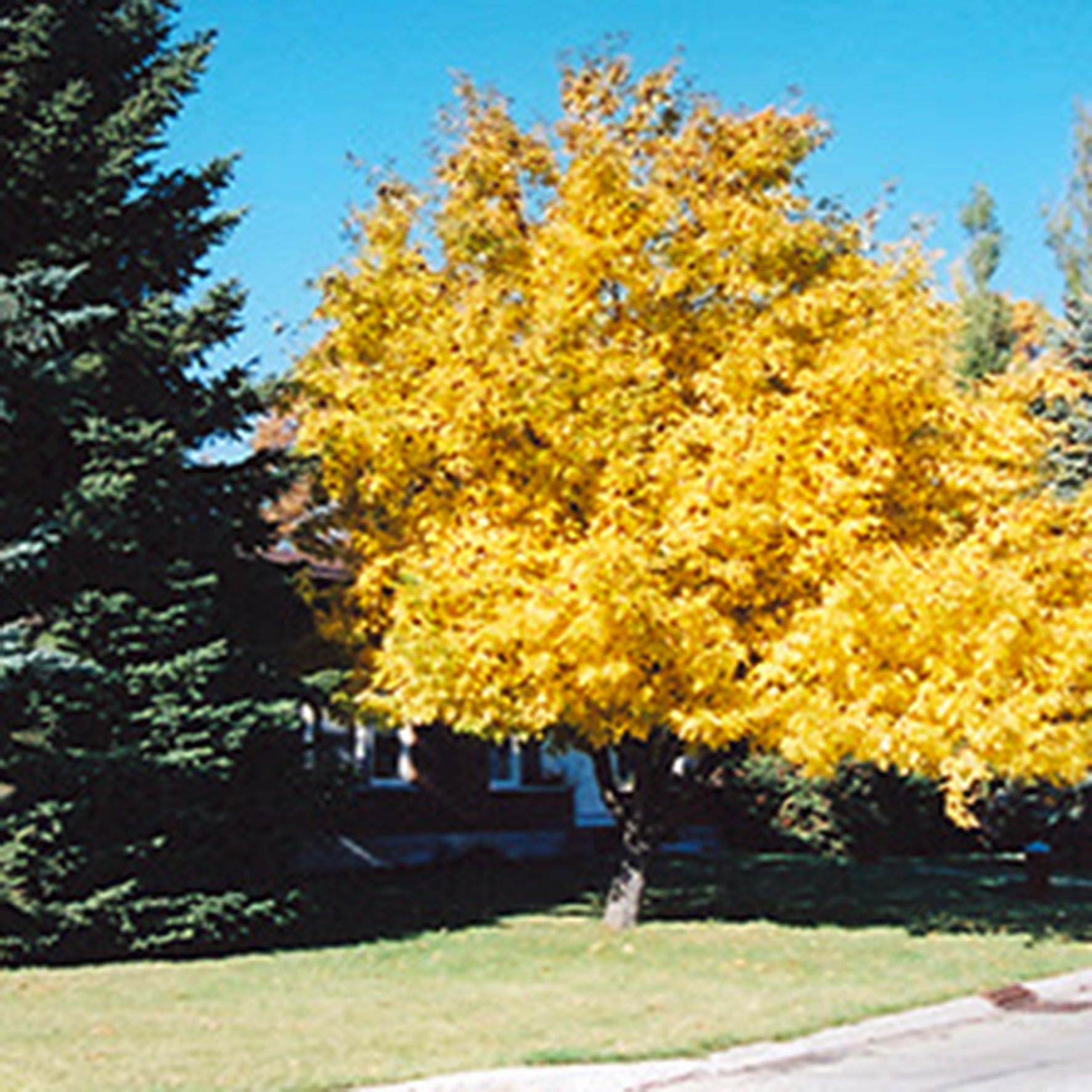 Siberian Crab Apple | Premium Seeds | Malus baccata 'Fruit' | Plants'® - Plants'