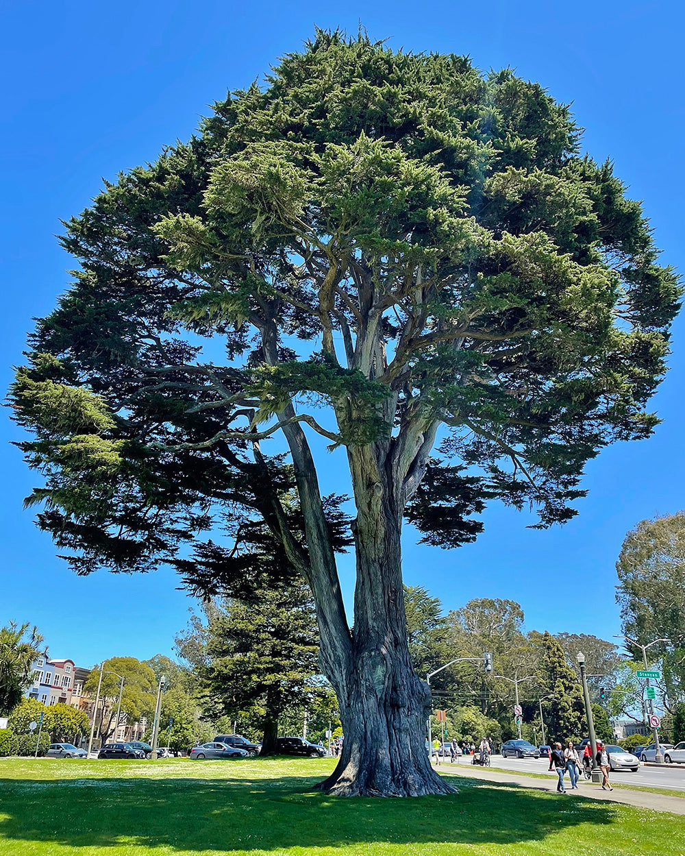 Monterey Cypress Tree | Premium Seeds | Cupressus macrocarpa | Plants'® - Plants'