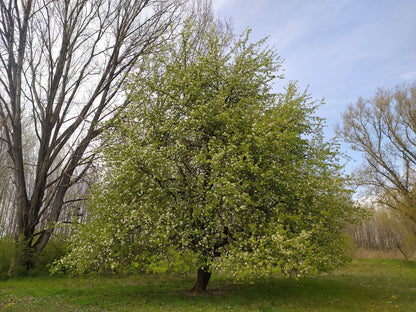 European Pear | Premium Seeds | Pyrus communis 'Fruit' | Plants'® - Plants'