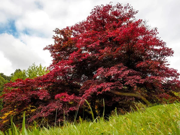 European Black Cherry | Premium Seeds | Prunus padus 'Fruit' | Plants'® - Plants'