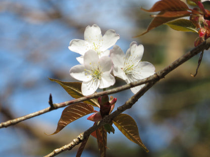 Japanese Sakuranbo Cherry WB | Premium Seeds | Prunus serrulata 'Spontanea' 'Fruit' | Plants'® - Plants'