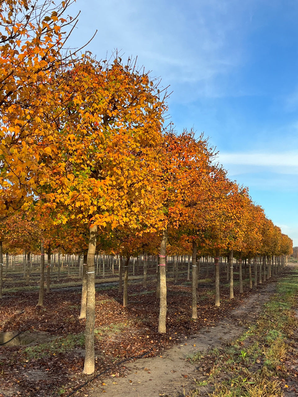 Trident Maple Tree | Premium Seeds | Acer buergerianum 'Summer' | Plants'® - Plants'