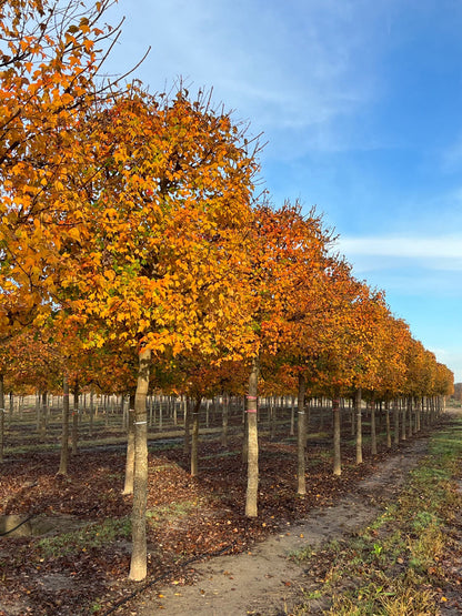 Trident Maple Tree | Premium Seeds | Acer buergerianum 'Summer' | Plants'® - Plants'