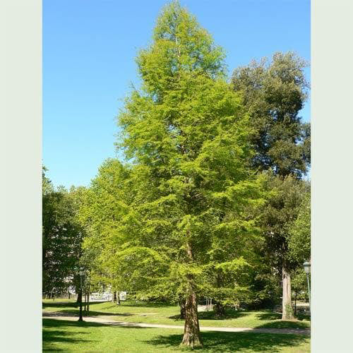 Southern Bald Cypress Tree | Premium Seeds | Taxodium distichum 'Summer' | Plants'® - Plants'