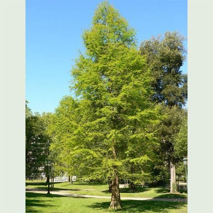 Southern Bald Cypress Tree | Premium Seeds | Taxodium distichum 'Summer' | Plants'® - Plants'