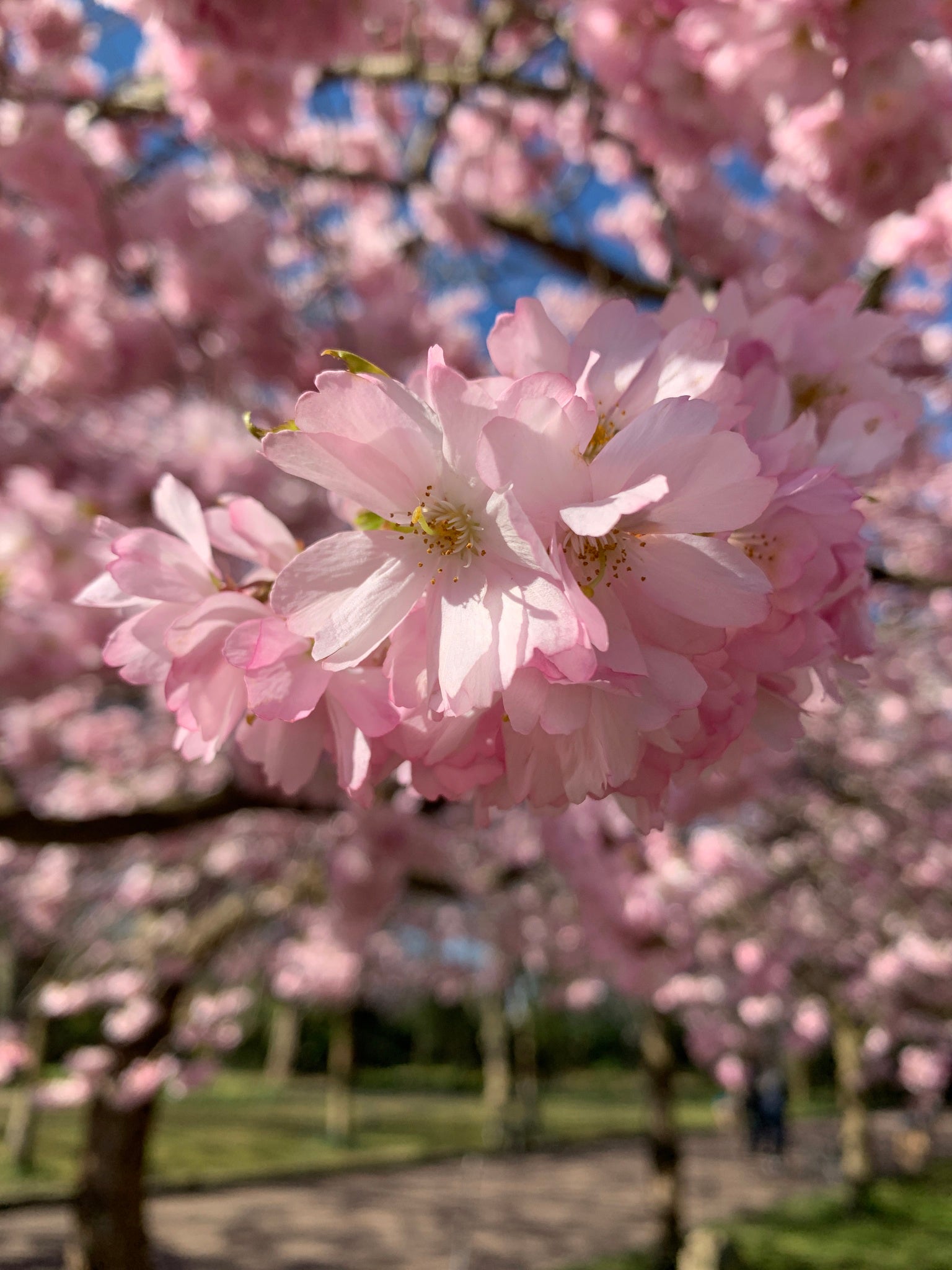 Japanese Sakuranbo Cherry PB | Premium Seeds | Prunus serrulata 'Fruit' | Plants'® - Plants'