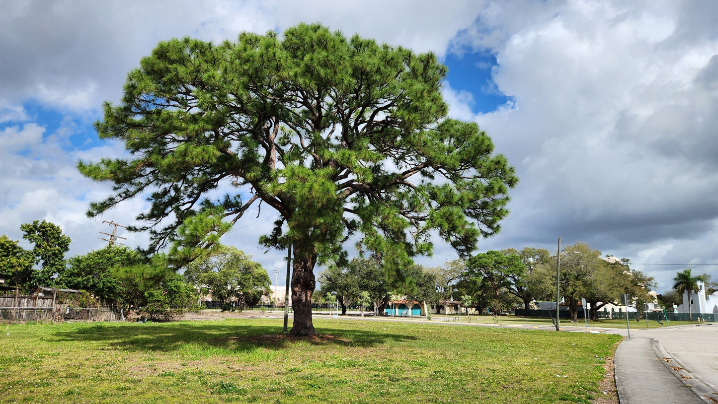 Slash Pine Tree | Premium Seeds | Pinus elliottii | Plants'® - Plants'