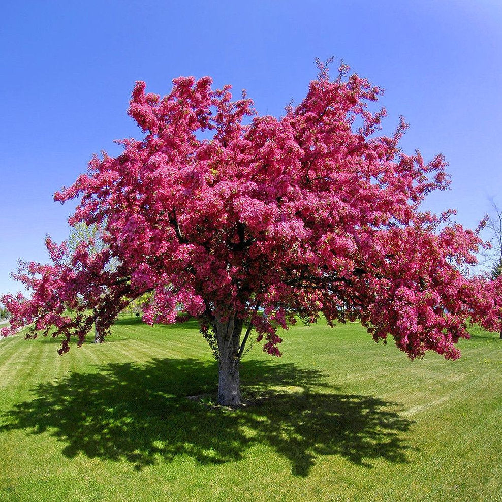 French Wild Apple | Premium Seeds | Malus sylvestris 'Fruit' | Plants'® - Plants'