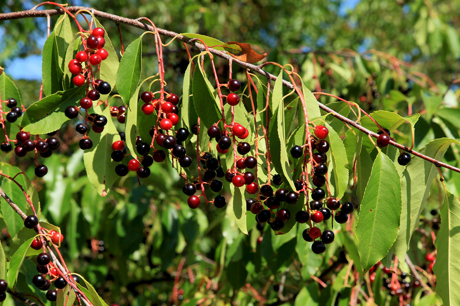 Wild Black Cherry | Premium Seeds | Prunus serotina 'Fruit' | Plants'® - Plants'