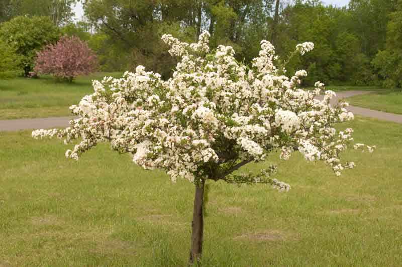 Sargent's Crabapple | Premium Seeds | Malus sargentii 'Fruit' | Plants'® - Plants'