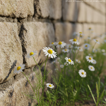 German Chamomile Flowers | Premium Seeds | Matricaria recutita 'German' | Plants'®