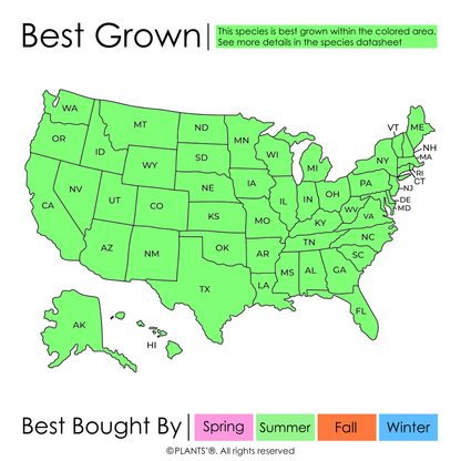 Genovese Basil | Premium Seeds | Ocimum basilicum var. genovese | Plants'®