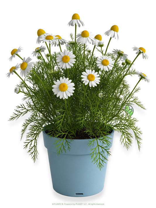 German Chamomile Flowers | Premium Seeds | Matricaria recutita 'German' | Plants'®