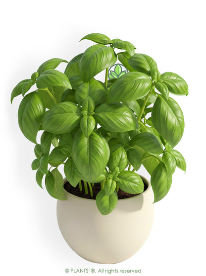 Genovese Basil | Premium Seeds | Ocimum basilicum var. genovese | Plants'®