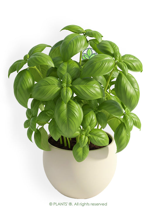 Genovese Basil | Premium Seeds | Ocimum basilicum var. genovese | Plants'®