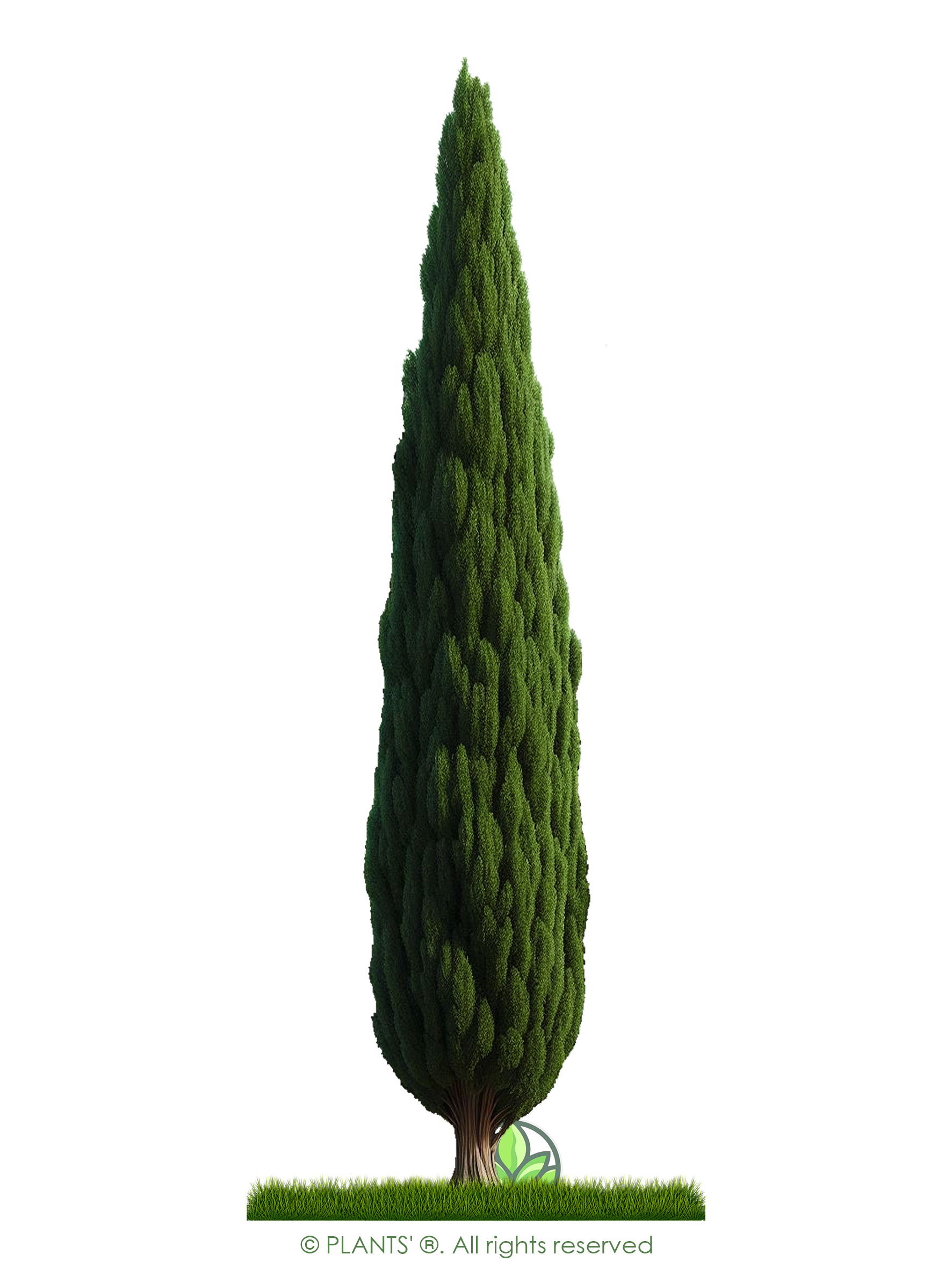 Upright Italian Cypress Tree | Premium Seeds | Cupressus sempervirens 'Stricta' | Plants'® - Plants'