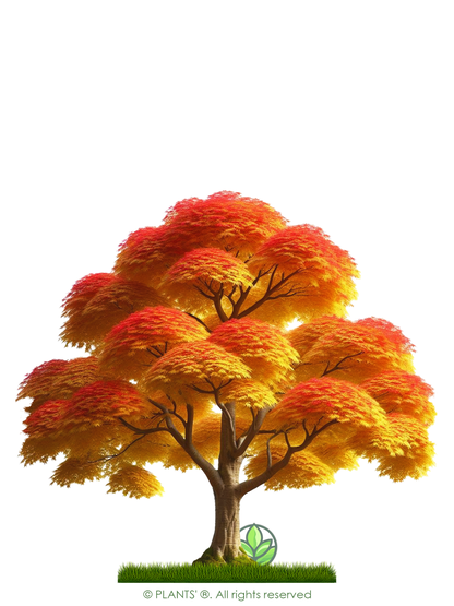 Trident Maple Tree | Premium Seeds | Acer buergerianum 'Fall' | Plants'® - Plants'