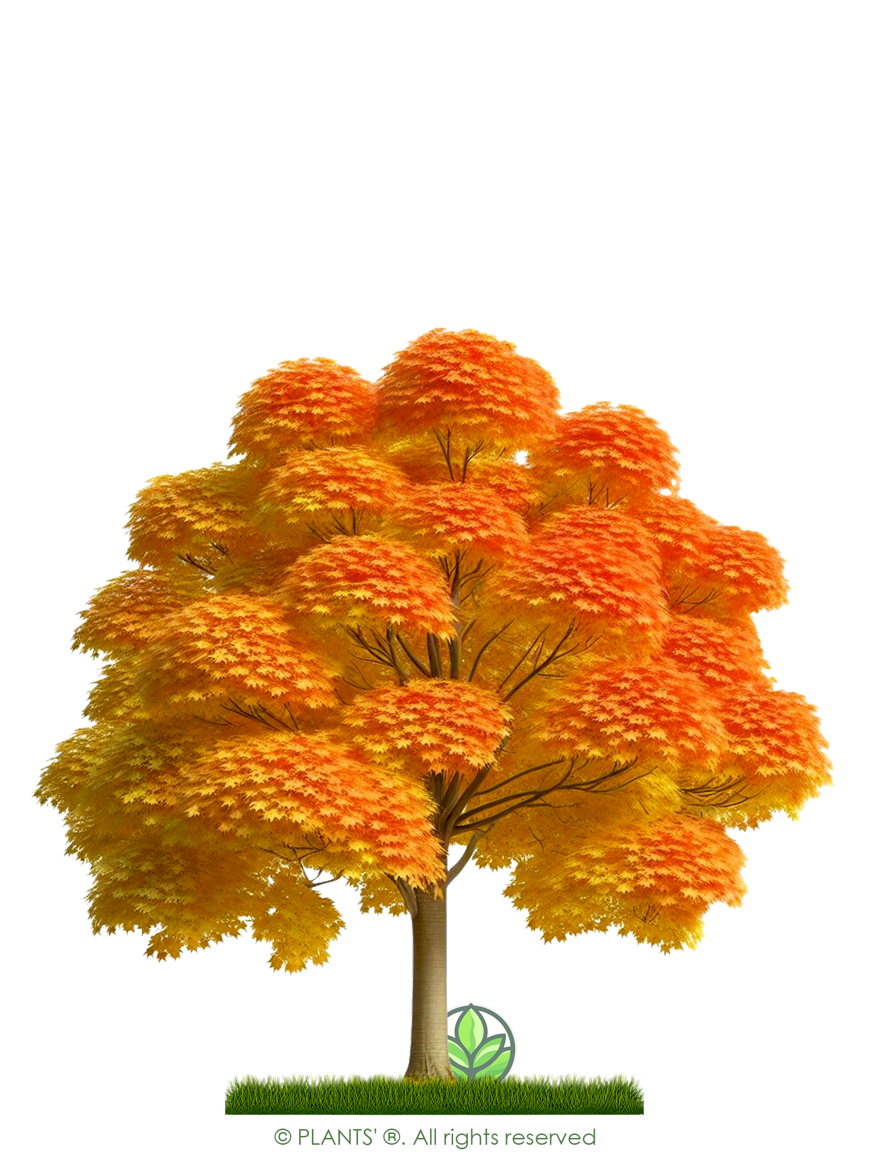 Norway Maple Tree | Premium Seeds | Acer platanoides 'Fall' | Plants'® - Plants'