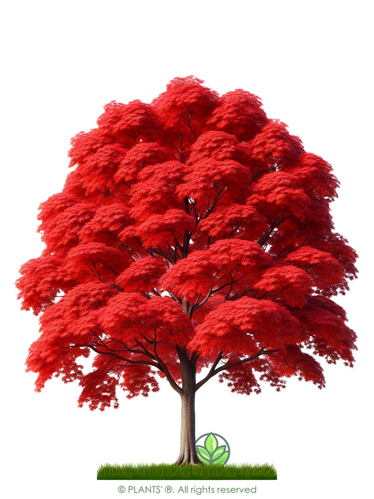 Northern Red Maple Tree | Premium Seeds | Acer rubrum 'Fall' | Plants'® - Plants'