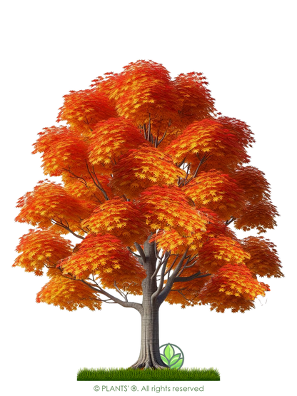 Southern Sugar Maple Tree | Premium Seeds | Acer saccharum 'Fall' | Plants'® - Plants'