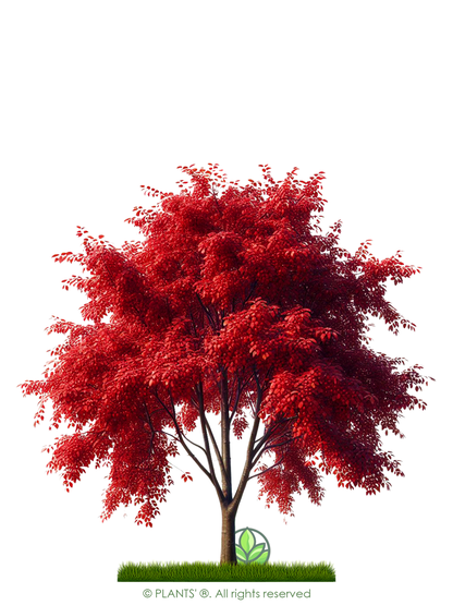 European Black Cherry Tree | Premium Seeds | Prunus padus 'Fall' | Plants'® - Plants'