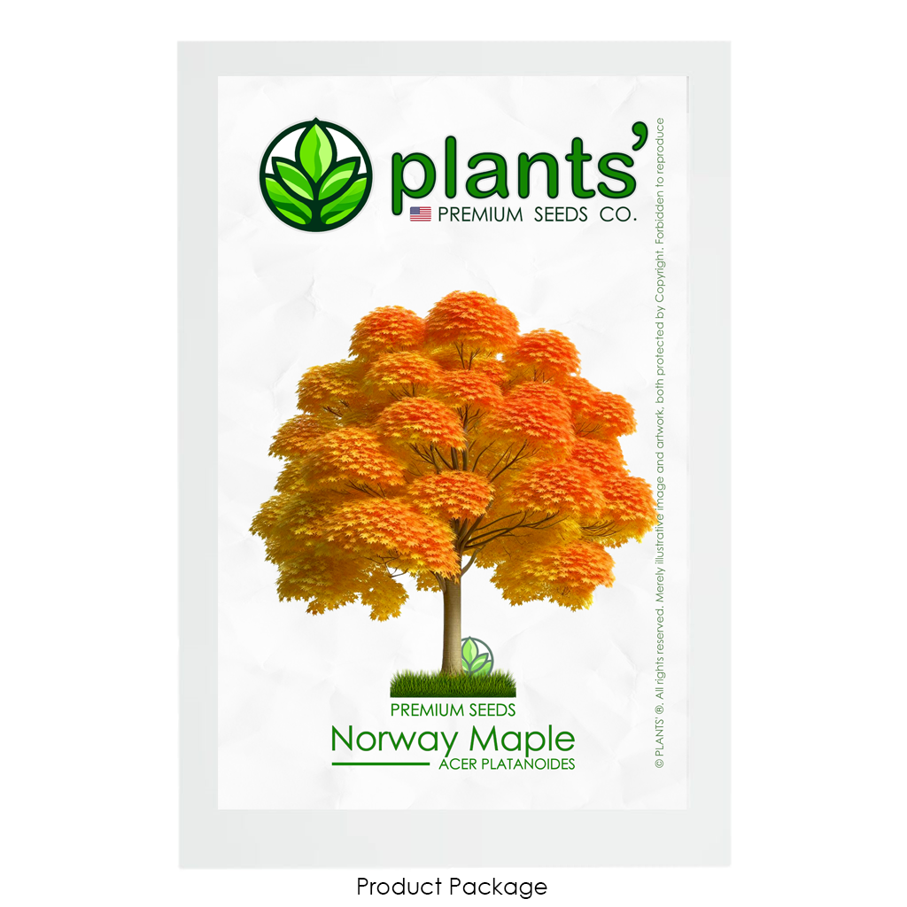 Norway Maple Tree | Premium Seeds | Acer platanoides 'Fall' | Plants'® - Plants'