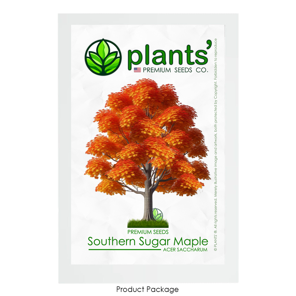 Southern Sugar Maple Tree | Premium Seeds | Acer saccharum 'Fall' | Plants'® - Plants'