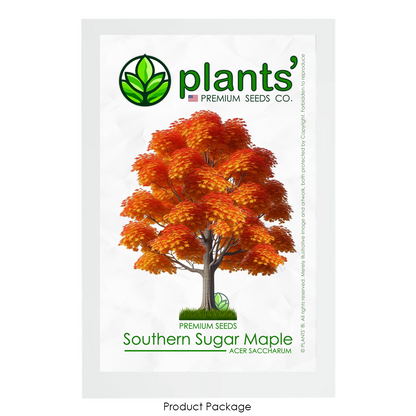 Southern Sugar Maple Tree | Premium Seeds | Acer saccharum 'Fall' | Plants'® - Plants'