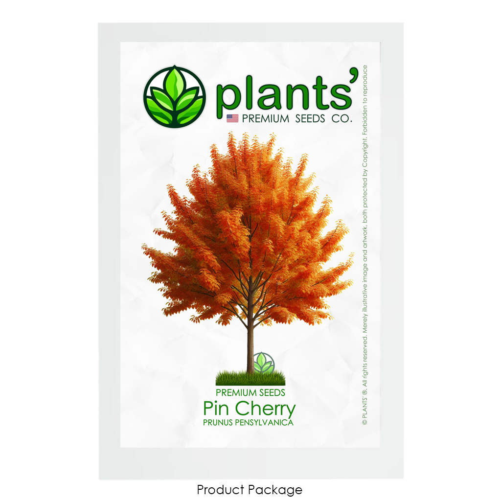 Pin Cherry Tree | Premium Seeds | Prunus pensylvanica 'Fall' | Plants'® - Plants'