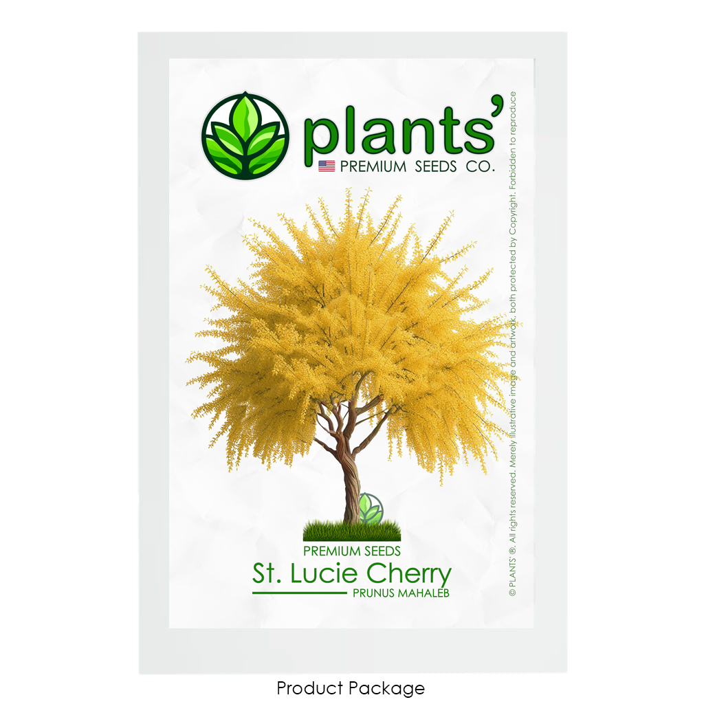 St. Lucie Cherry Tree | Premium Seeds | Prunus mahaleb 'Fall' | Plants'® - Plants'