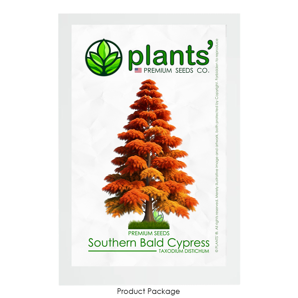 Southern Bald Cypress Tree | Premium Seeds | Taxodium distichum 'Fall' | Plants'® - Plants'